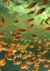 非正常恋爱关系是什么意思